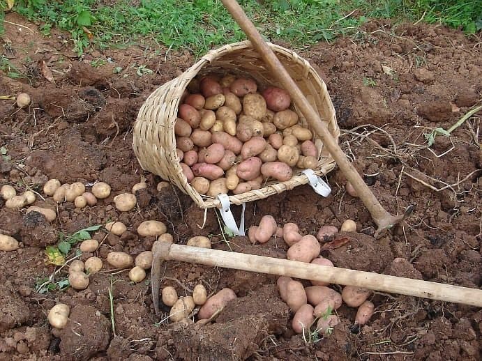 De 1,30€ à 1,80€ le kilo en un an : la hausse vertigineuse du prix des pommes de terre