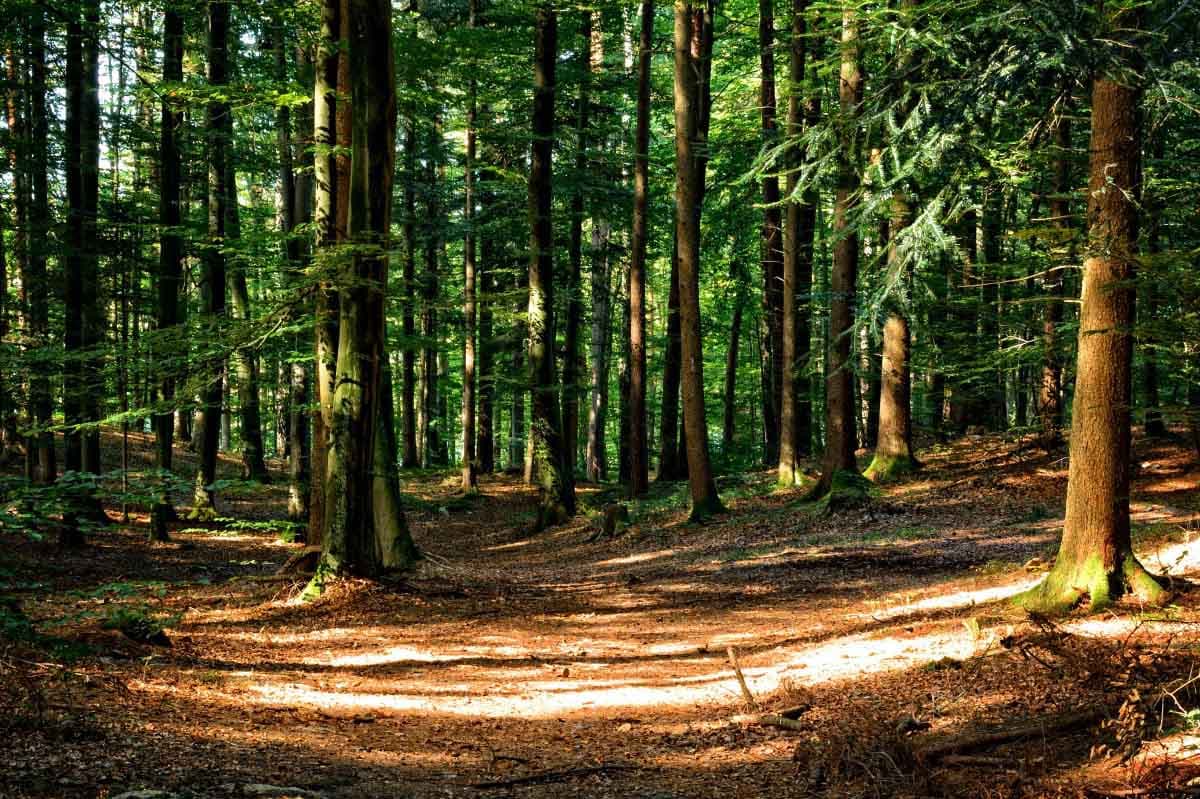 Pendant ce temps, le gouvernement privatise en douce l'Office National des Forêts