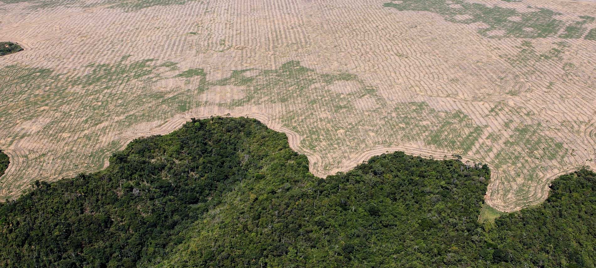 Selon une étude, d’ici 50 ans l’Amazonie pourrait devenir une savane aride