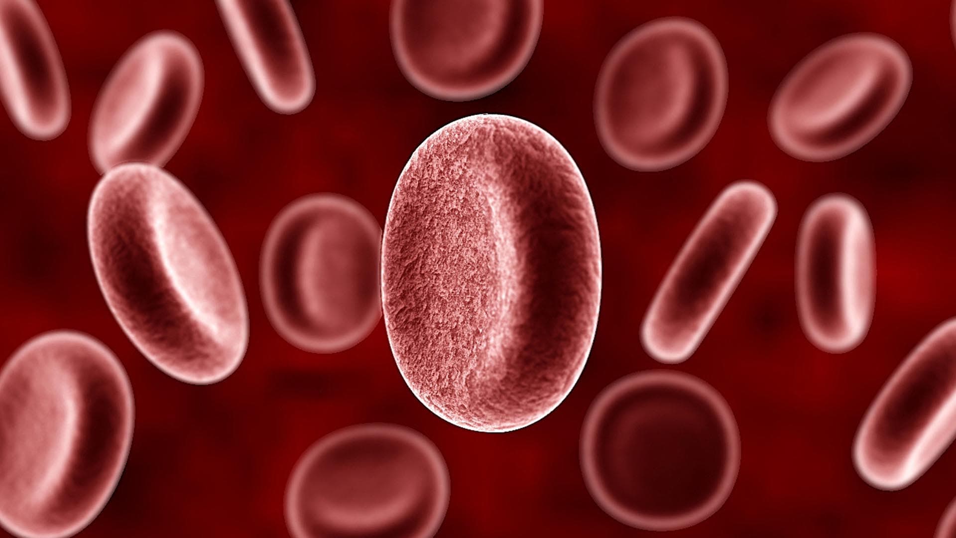 Les personnes de groupe sanguin A seraient plus sensibles au coronavirus