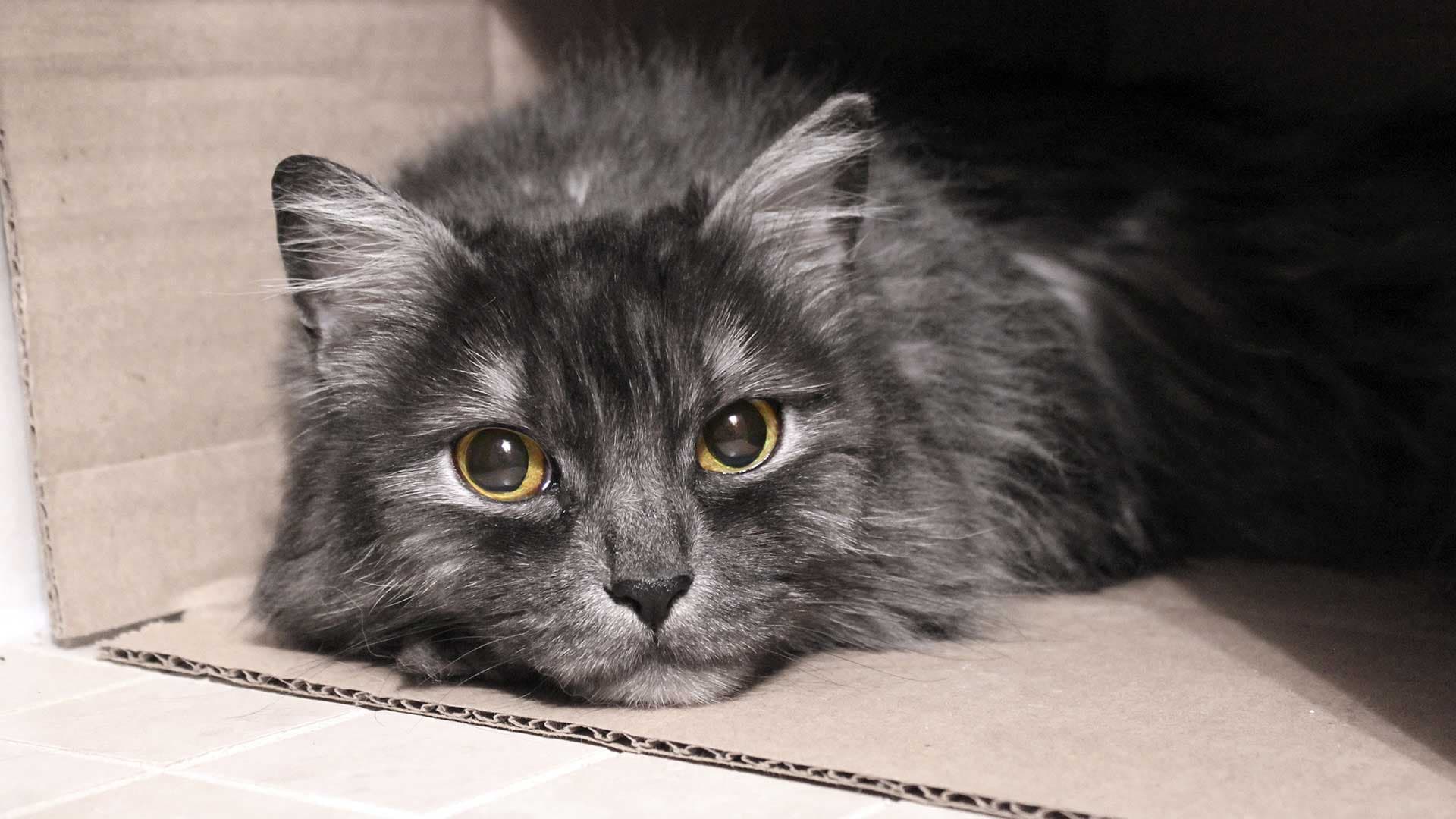 Face à l’inaction du gouvernement, « des milliers d’animaux pourraient être euthanasiés » prévient la SPA