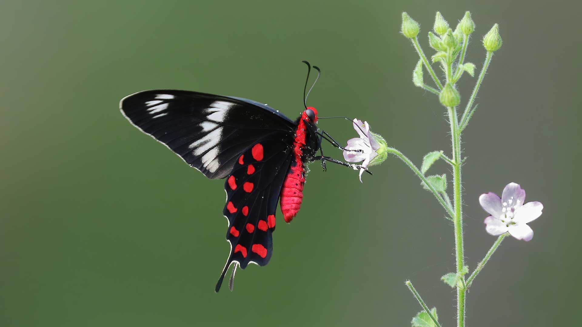 Symptôme d’une extinction de masse, un quart des insectes ont disparu depuis 1990