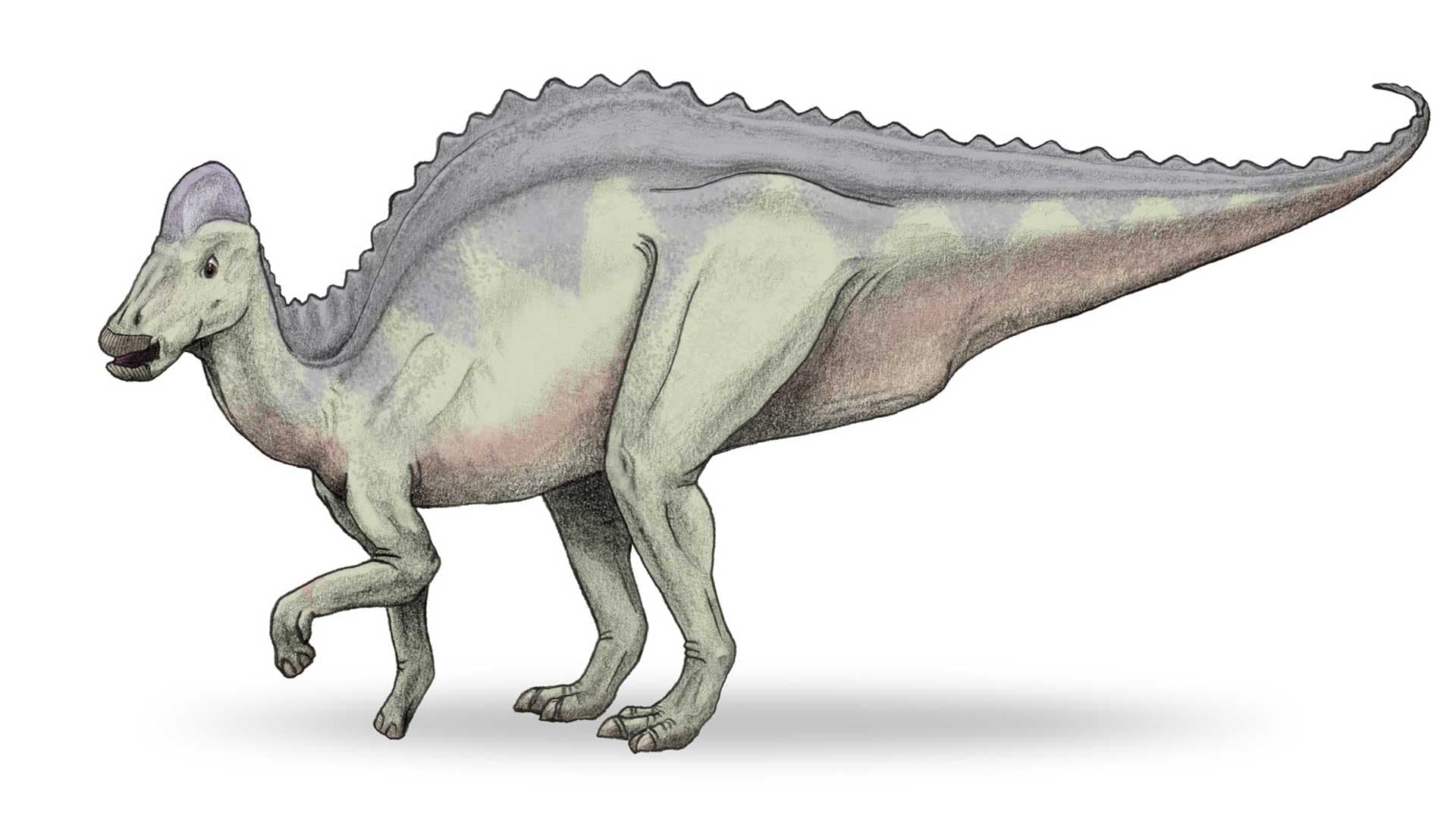 Première Historique, des paléontologues pourraient avoir découvert de l’ADN de dinosaure !