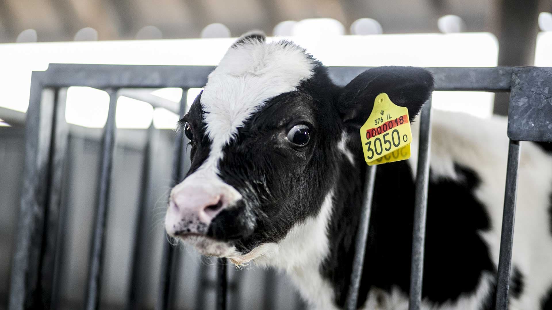 Les damnés des ouvriers en abattoir [VIDEO]