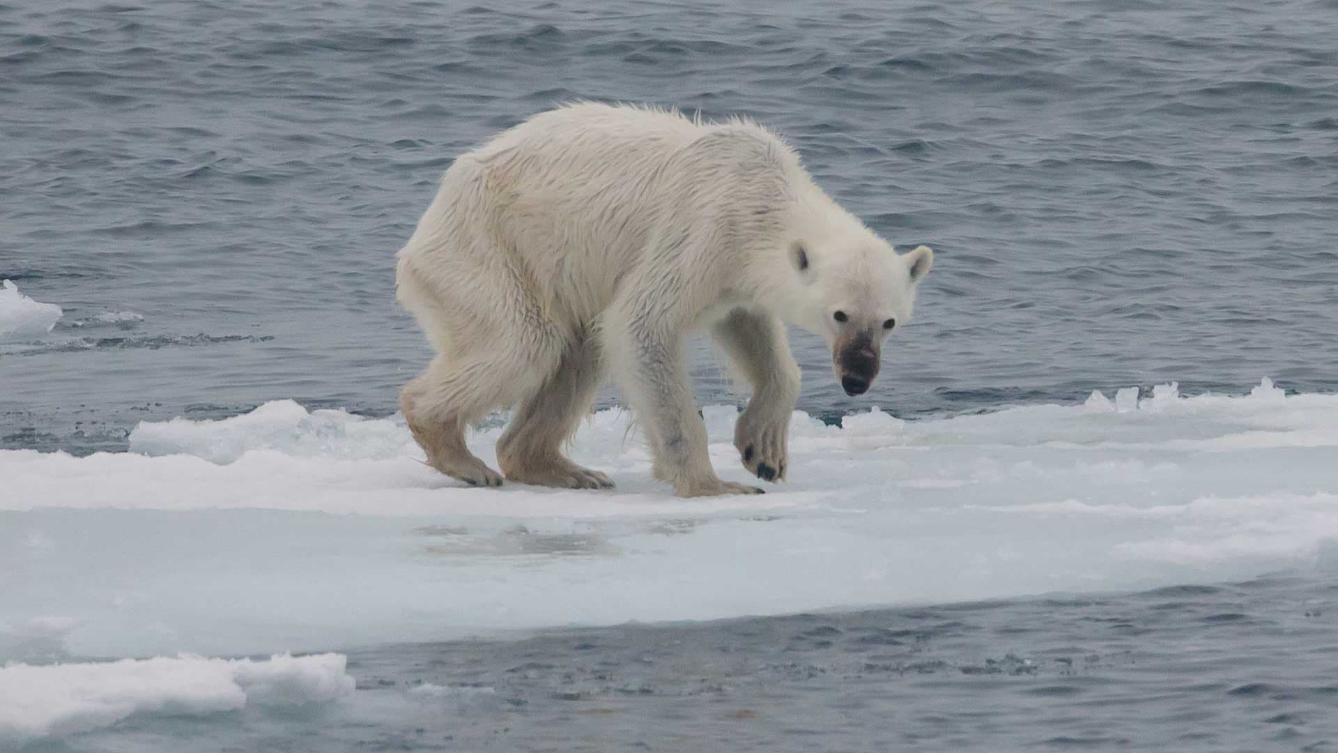 Climat : la mort programmée des ours blancs