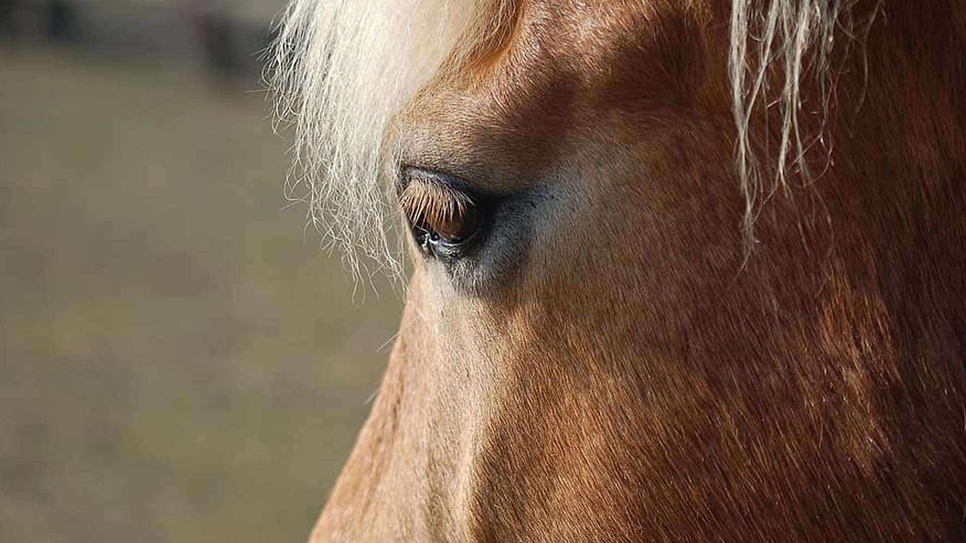 De mystérieux actes de barbaries sur des chevaux se multiplient à travers la France : le point sur l'affaire