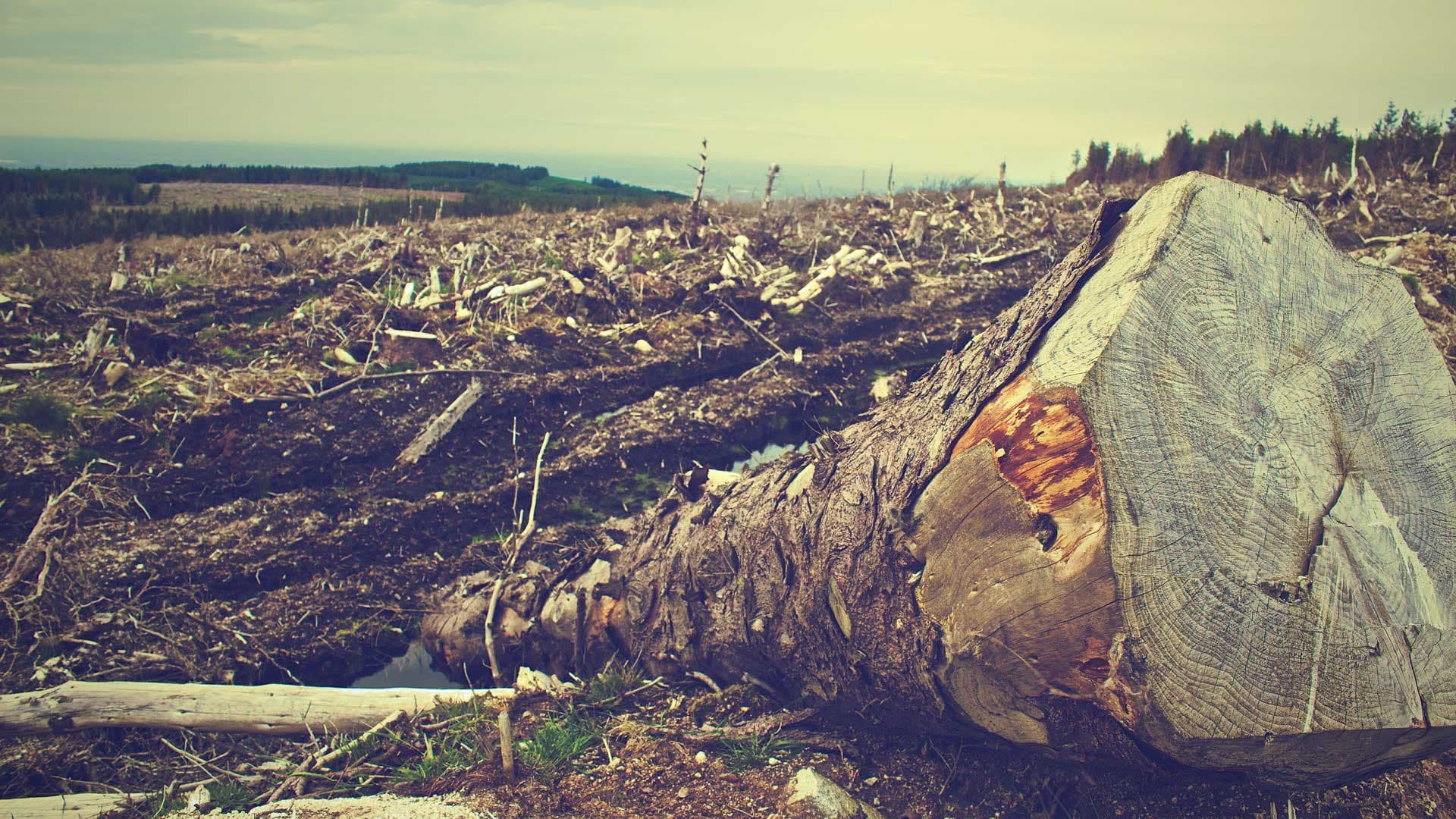 L’accord UE-Mercosur risque d’accélérer la déforestation, selon les experts