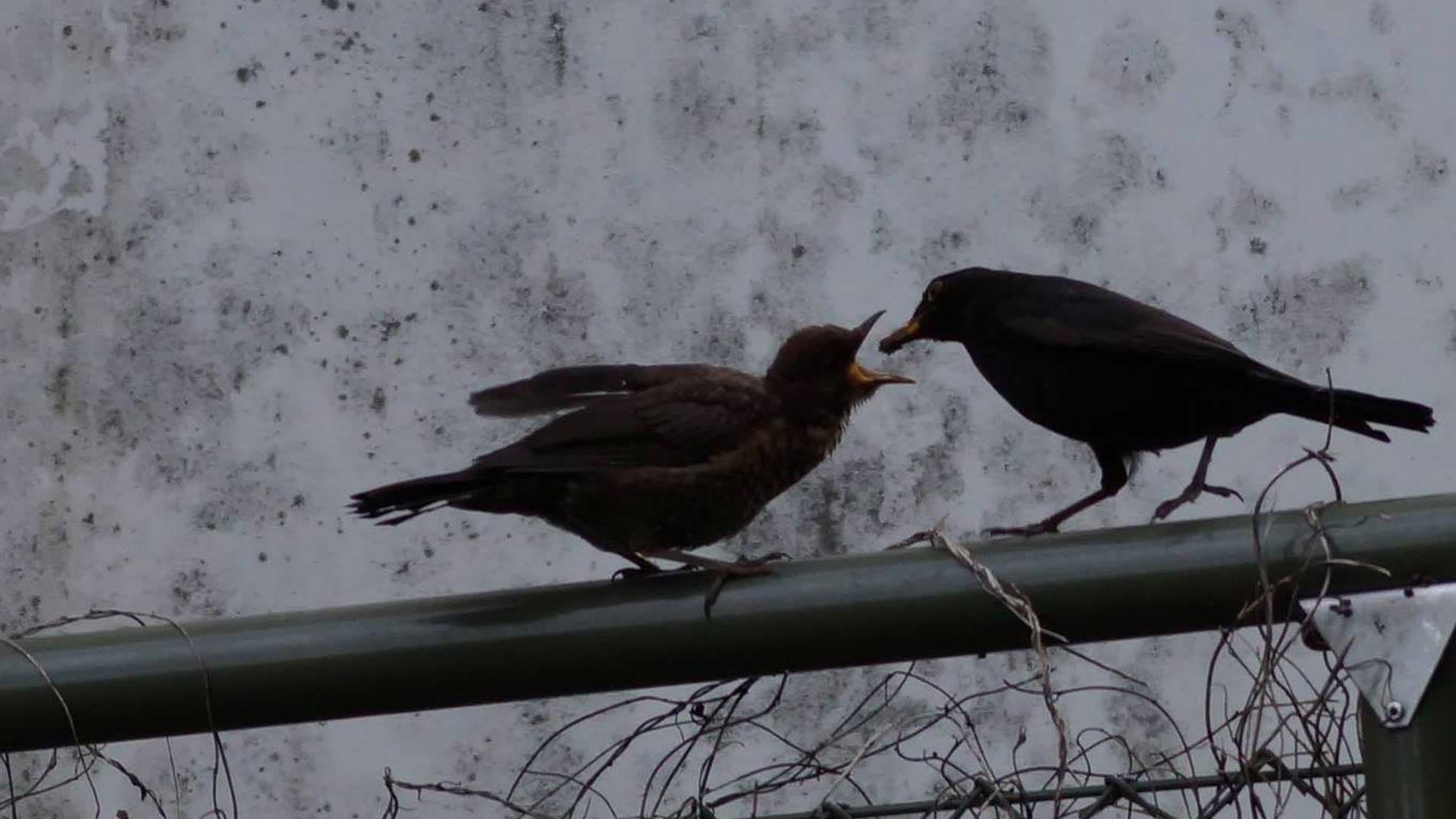 Entraide et solidarité, les vraies lois de la nature ?