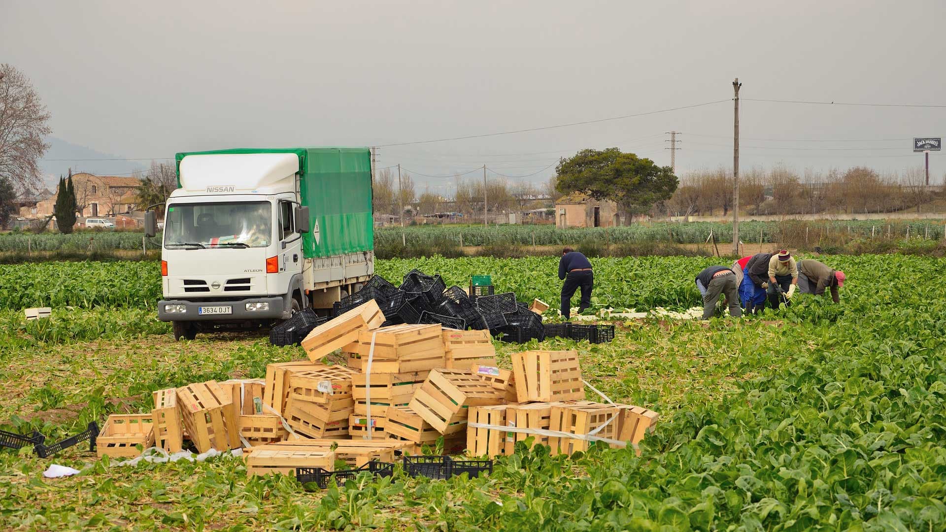 « On était traités comme des animaux » : la face cachée du travail saisonnier dans le secteur agricole