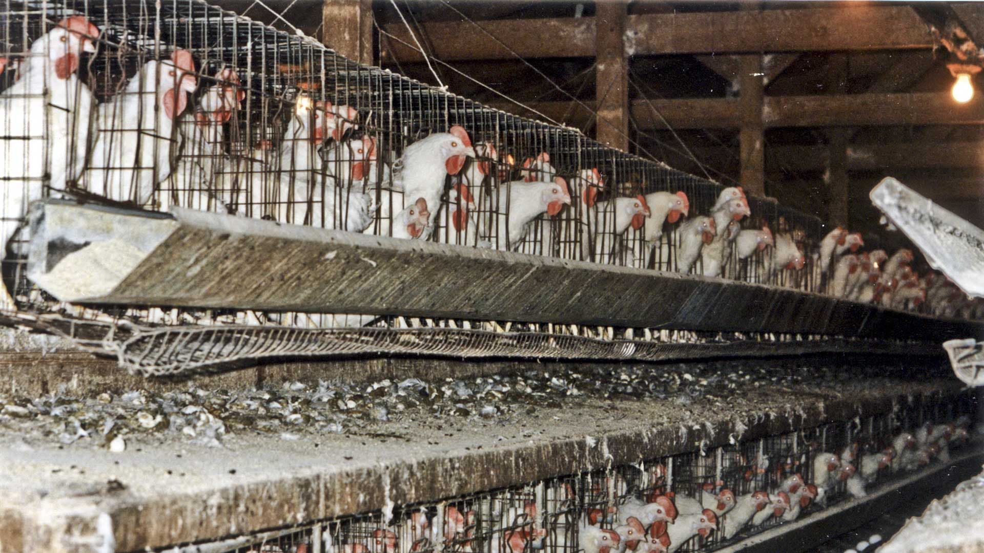 Poussée par une pétition géante, l’UE va devoir se prononcer sur l’élevage en cage