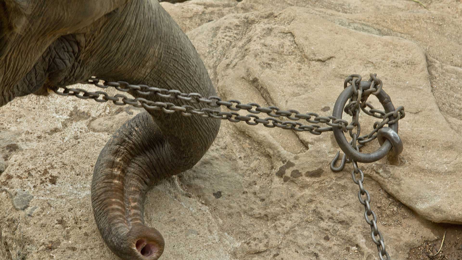 Immersion dans l'univers cruel du tourisme animalier [VIDÉO]