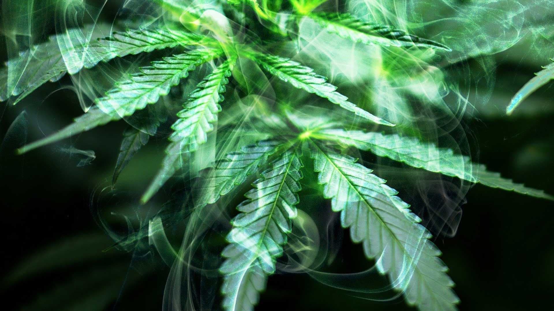 Vous êtes largement favorables à la légalisation du cannabis