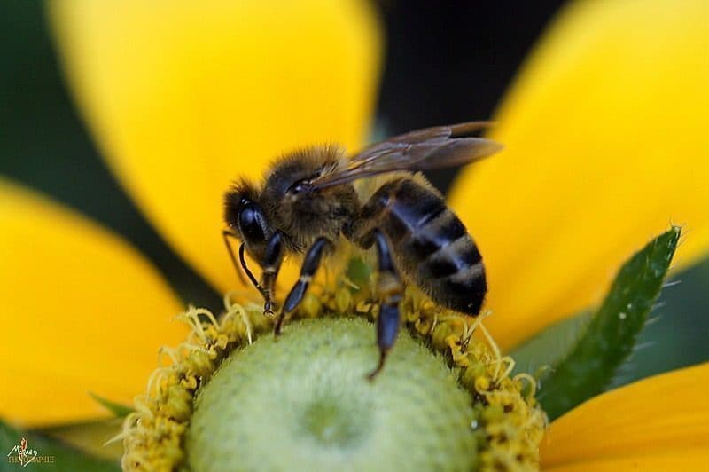 L'Assemblée nationale valide le retour des néonicotinoïdes soupçonnés d'être responsables de la disparition des abeilles