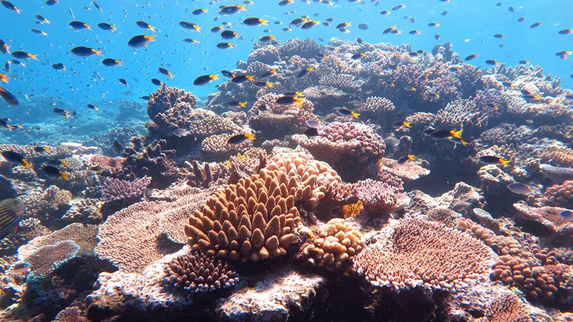 14 millions de tonnes de microplastiques jonchent les fonds marins, d’après une étude australienne