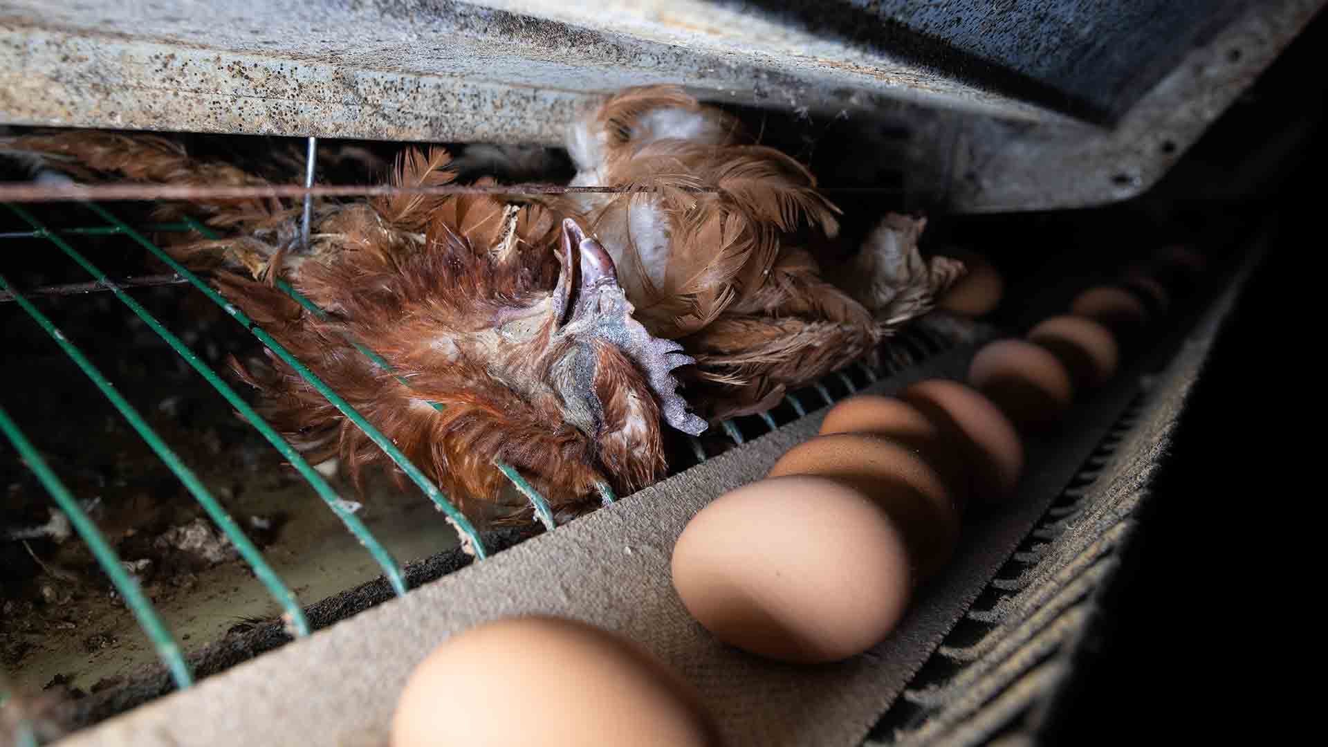 Dans l'enfer d'un élevage de poules en cage dans l'Oise [VIDEO]