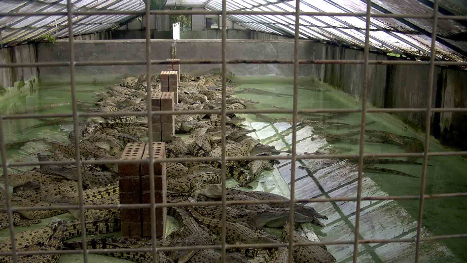 Comment les marques de luxe françaises massacrent des milliers de crocodiles afin de faire des sacs pour riches