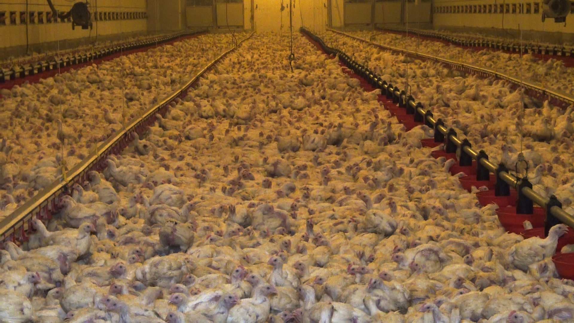 Le nouvel étiquetage « environnemental » bientôt affiché sur les aliments favoriserait l’agriculture industrielle