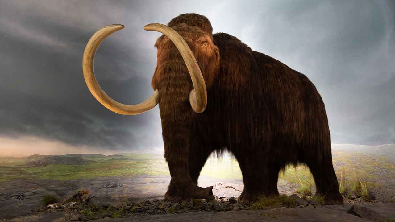 L'ADN d'un mammouth de 1.2 millions d'années décodé, un record !
