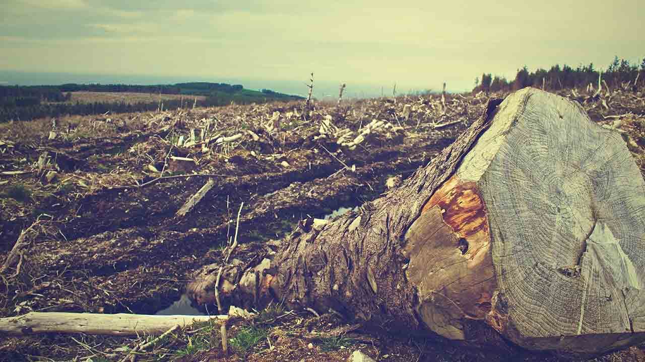 Effondrement : l’obsession pour le PIB et le mépris de la nature menacent nos écosystèmes