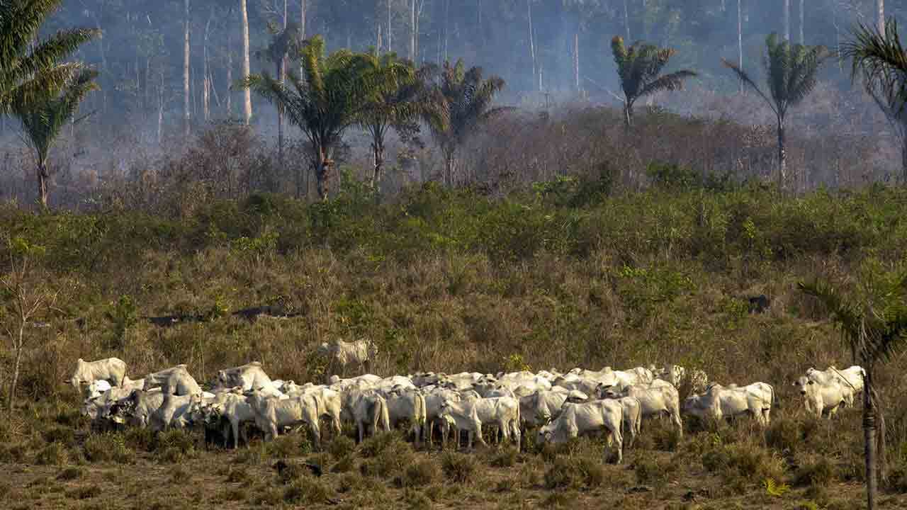 En Amazonie, les bovins remplacent peu à peu les forêts : le groupe Casino assigné en justice