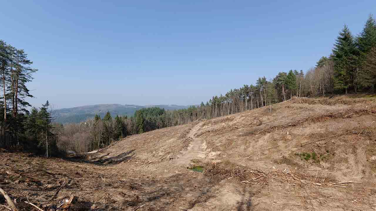 Comment les forêts françaises sont massacrées pour faire du profit