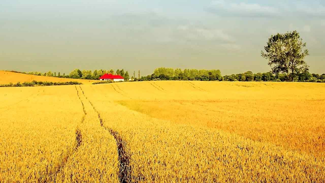 « Nouveaux OGM » : les louanges de la Commission européenne