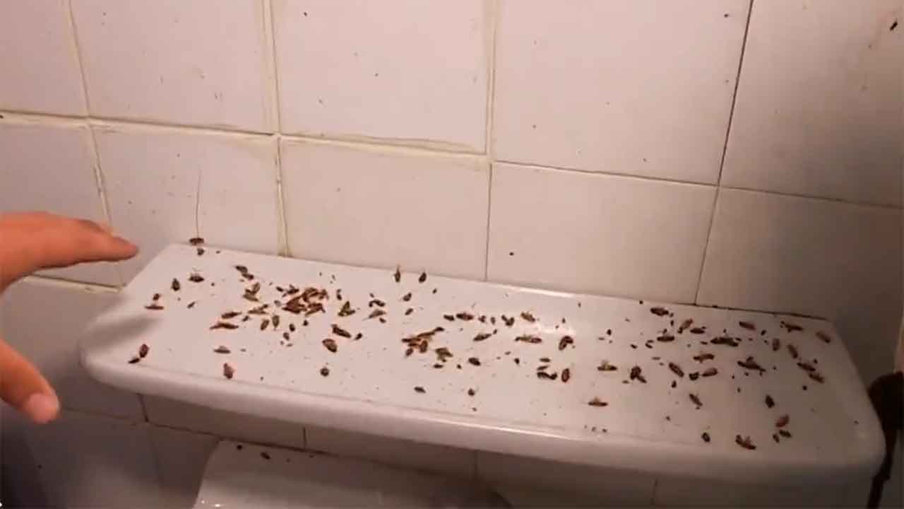 Cafards, punaises de lit, insalubrité : immersion dans l'une des pires résidences étudiantes de France