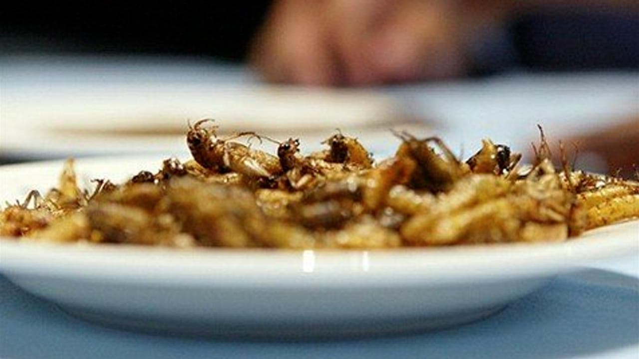 Une start-up française inaugure le chantier d'une future ferme géante d'insectes