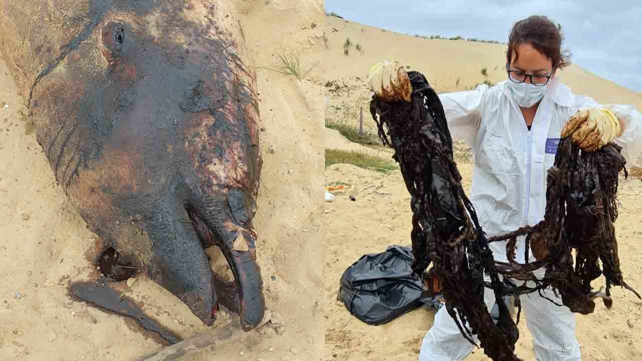 Landes : une baleine retrouvée échouée, morte avec 16 kilos de plastique dans l’estomac