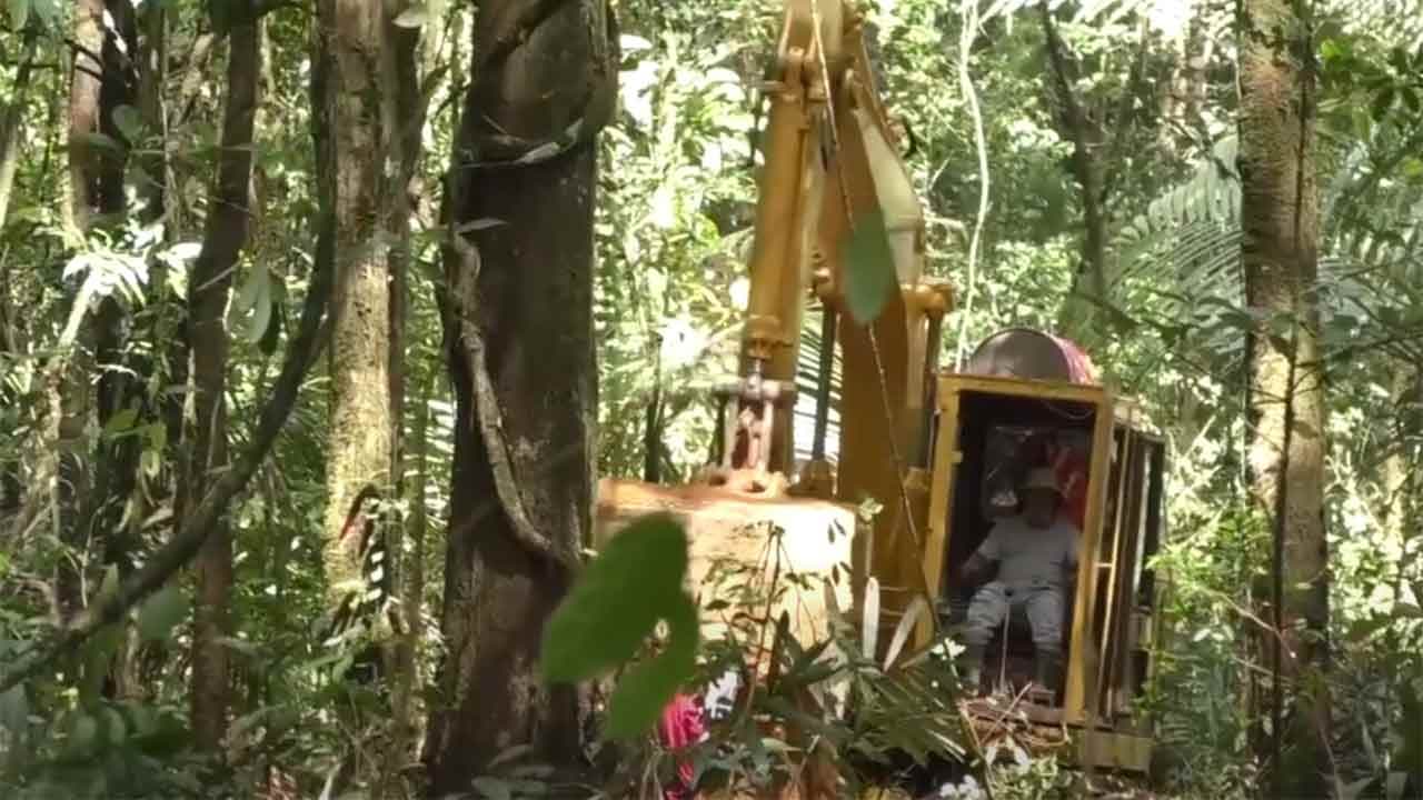 Guyane : 50 hectares de forêt amazonienne vont être rasés avec la complicité de l'État français