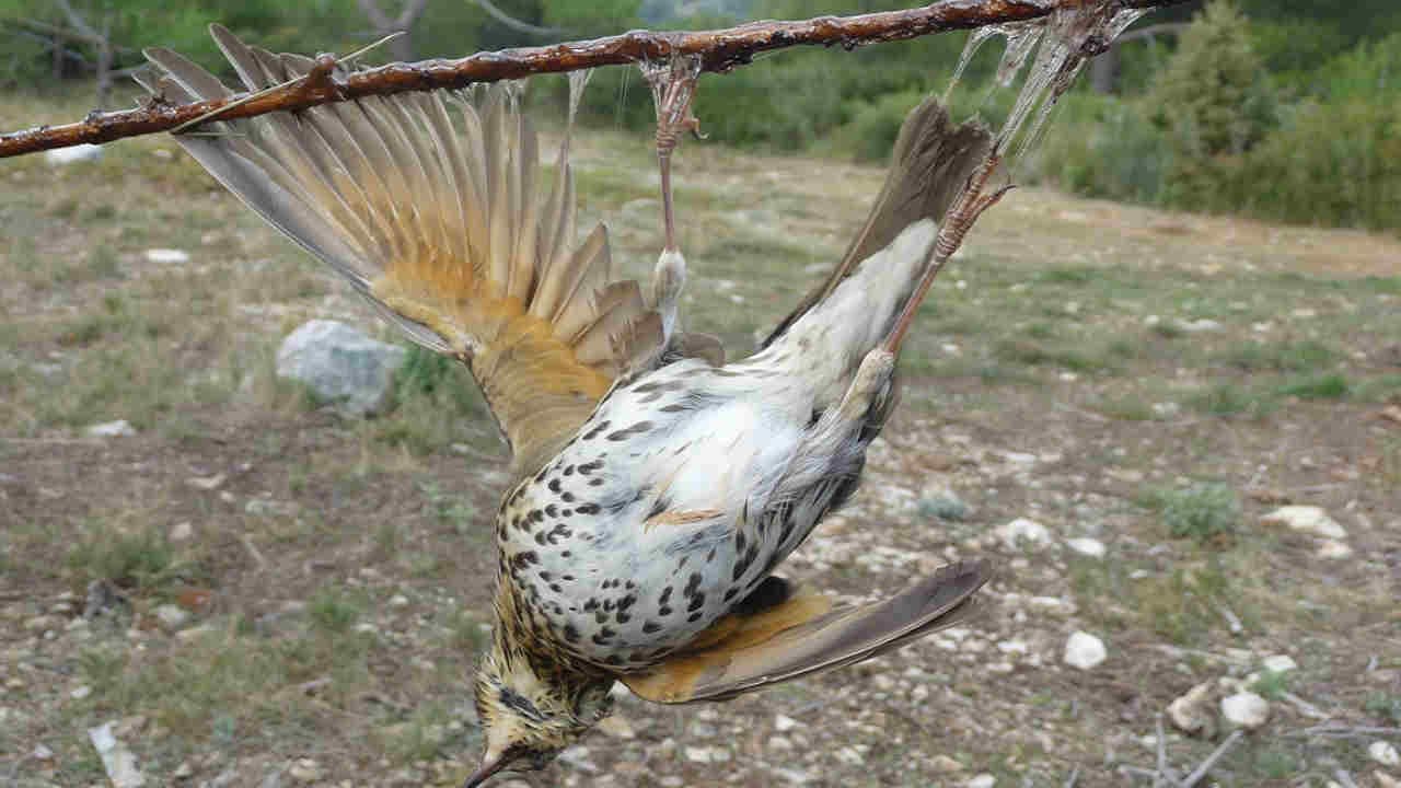 La chasse à la glu déclarée illégale par le Conseil d’Etat !