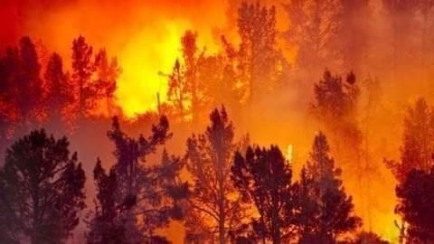 Des incendies «d'origine criminelle» ravagent le nord de l'Algérie et font au moins 69 morts