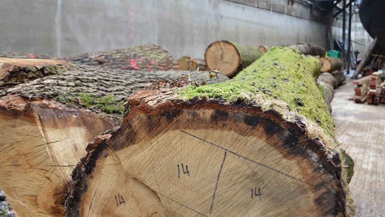 En pénurie de bois et soumise à l'UE, la France abandonne ses forêts à la Chine