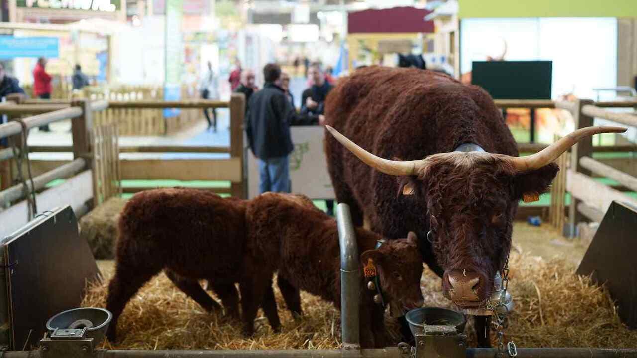 Fiasco du Salon de l’agriculture : deux conseillers de Macron sur le gril