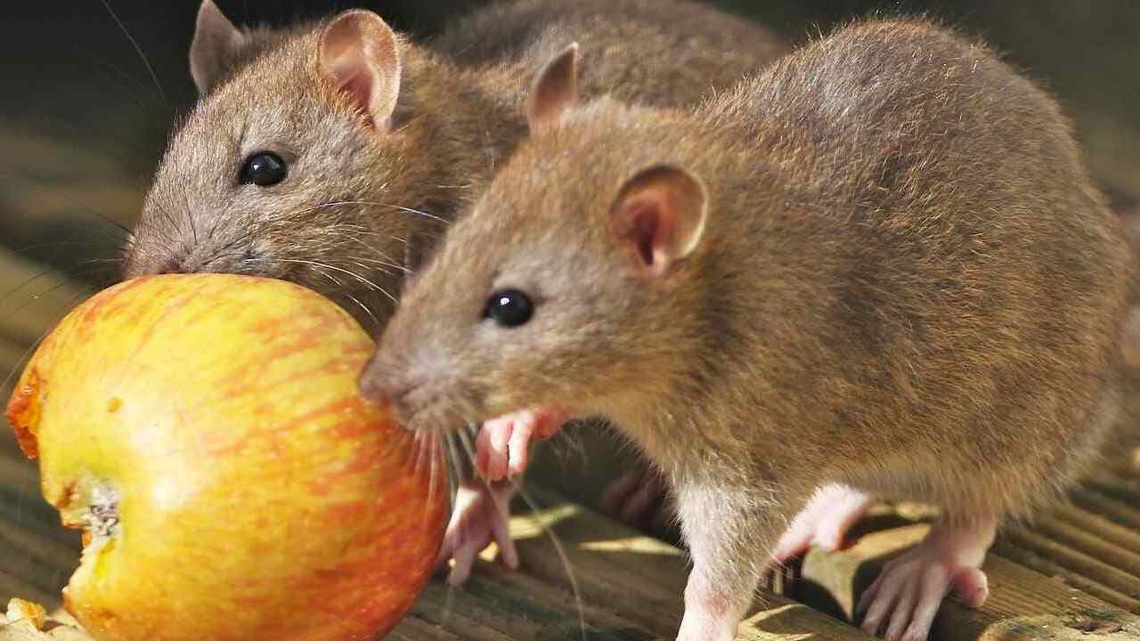 À l’Ofast, la lutte antistups perturbée par les rats et les geôles insalubres