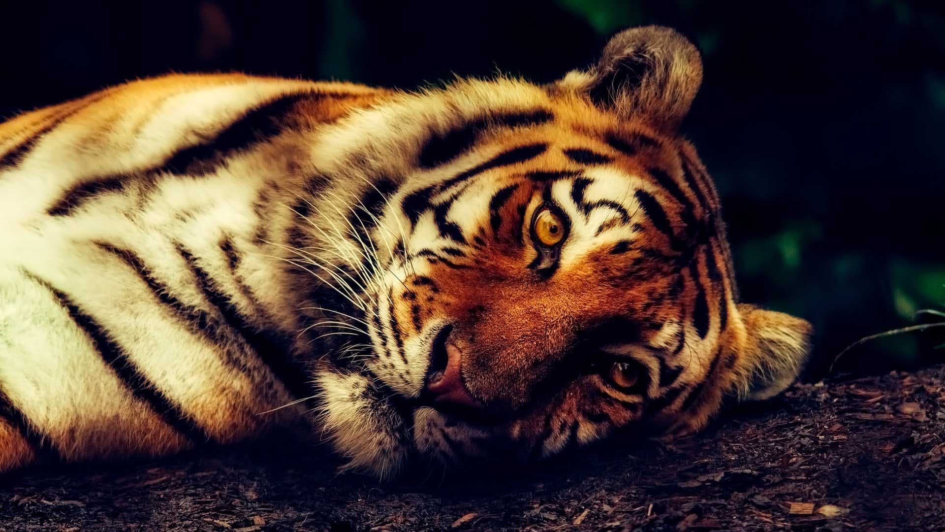 Chine : des milliers d’animaux sauvages abattus au nom de superstitions médicales