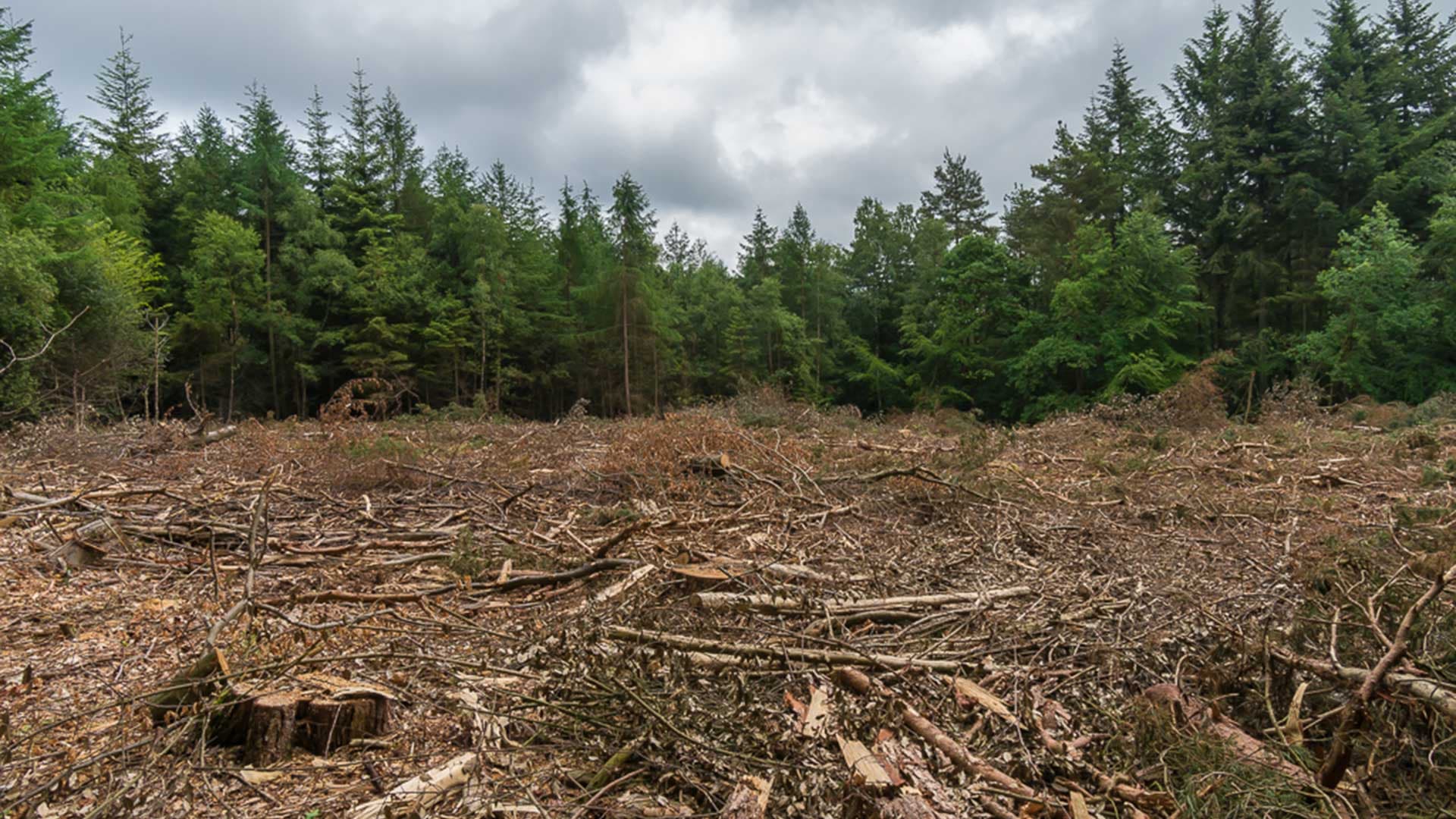 Polémique sur les sapins : les deux points de vues