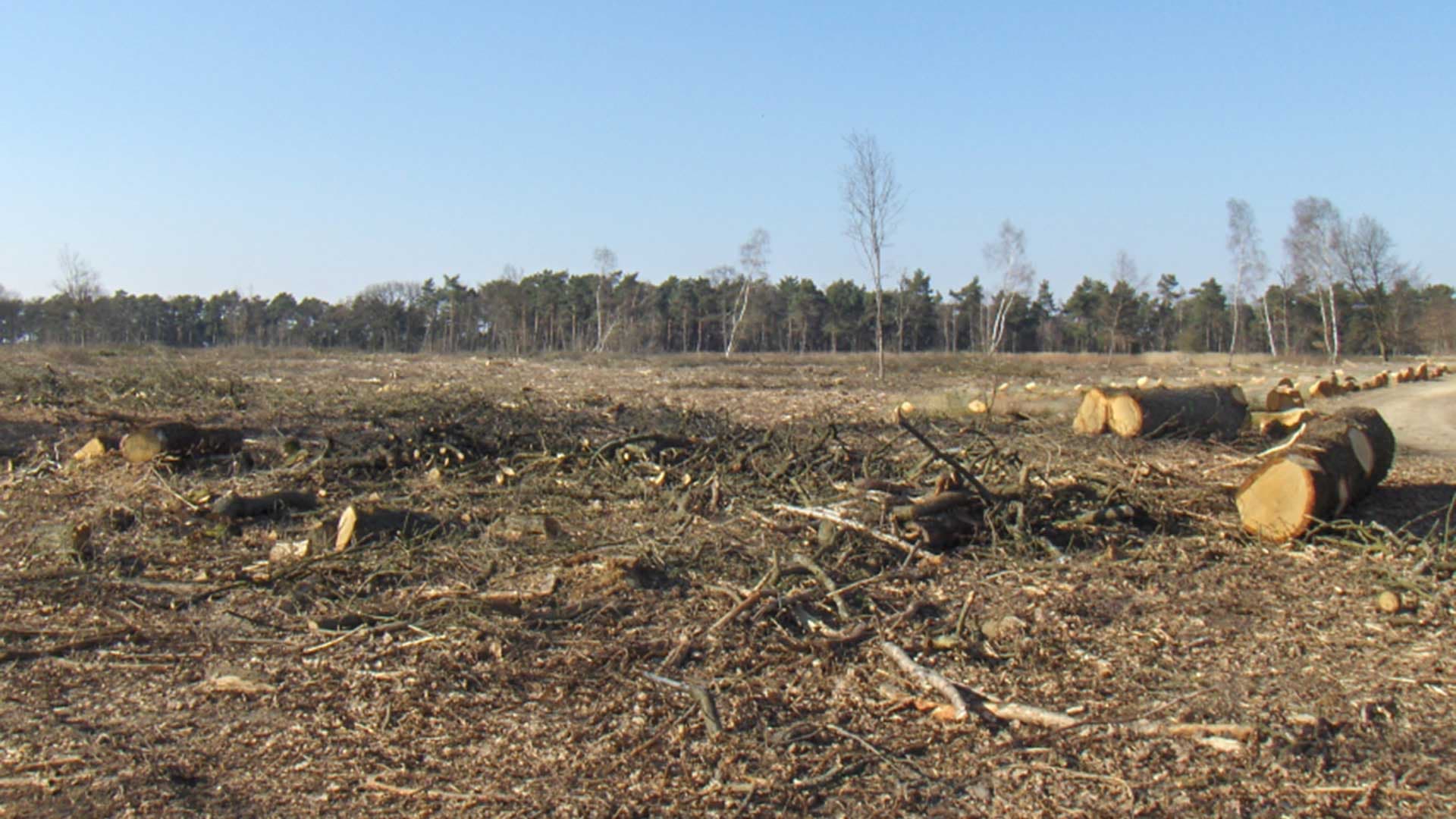 La politique forestière du gouvernement : « On va détruire des forêts pour planter des arbres ! »