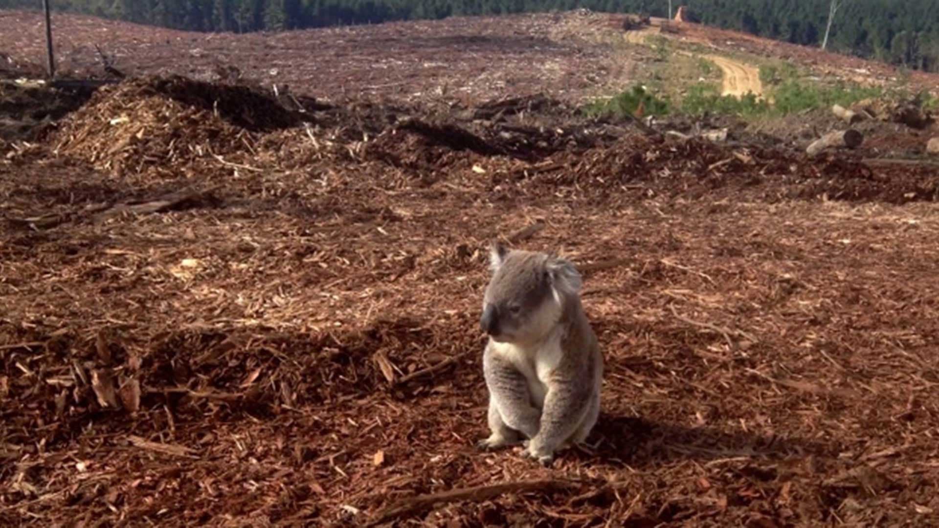 Près de 90% des animaux terrestres pourraient perdre leur habitat d'ici 2050