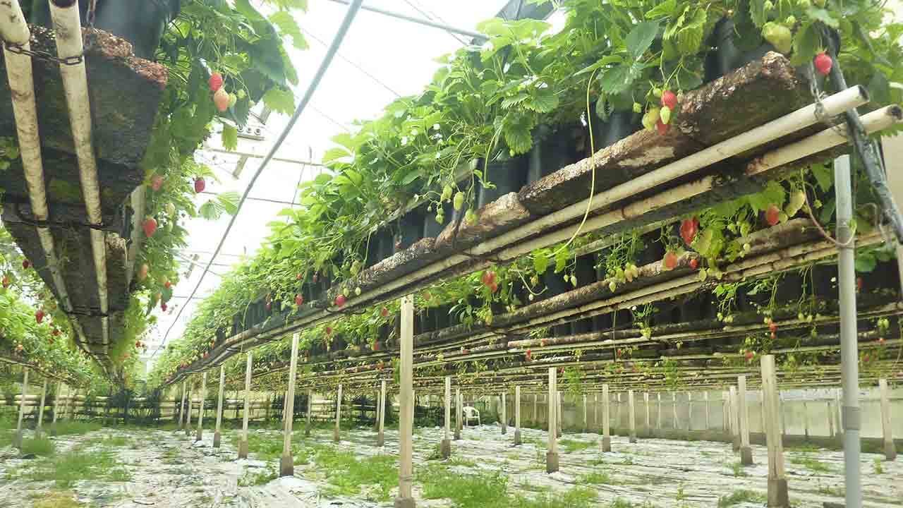 Fraises en hiver : comment la grande distribution manipule les consommateurs