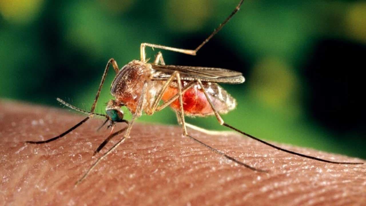 Une borne anti-moustique écologique et Made in France fait le tour du monde