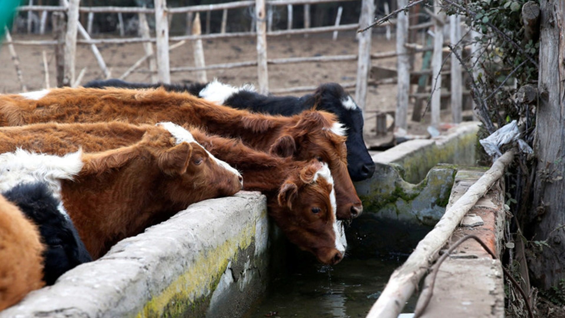 L214 dénonce la pose de hublots sur des vaches à des fins de recherche