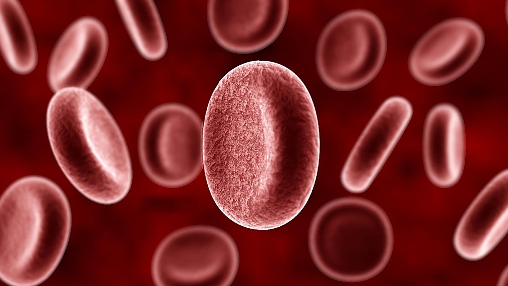 Les personnes de groupe sanguin A seraient plus sensibles au coronavirus