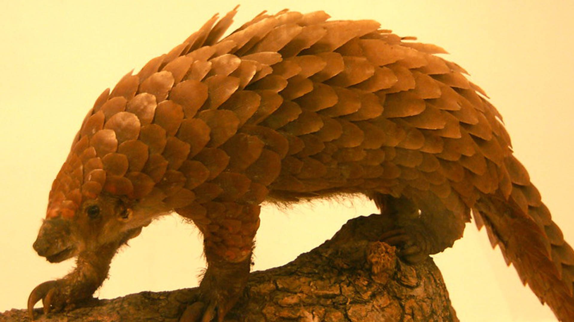 Les pangolins sont bien porteurs de souches de coronavirus | National Geographic