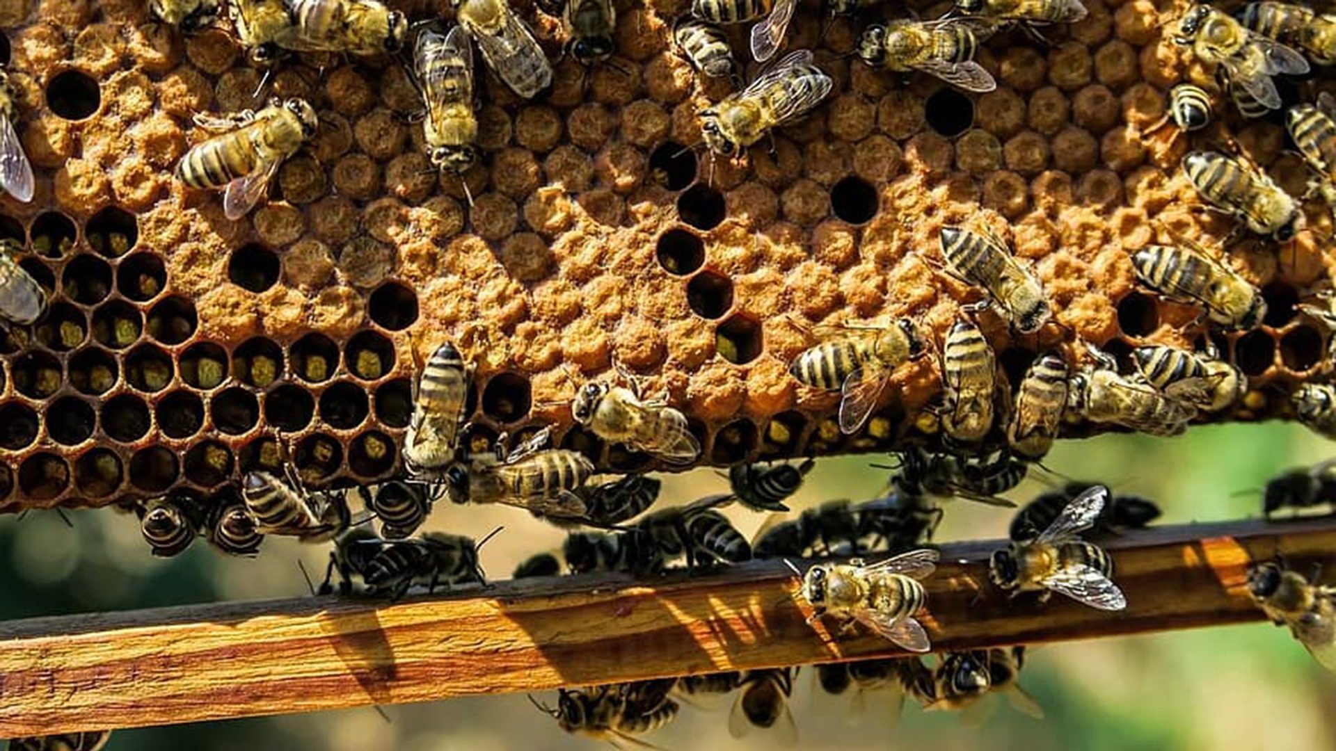 Le gouvernement rouvre la voie à l'utilisation d'un insecticide banni en 2018