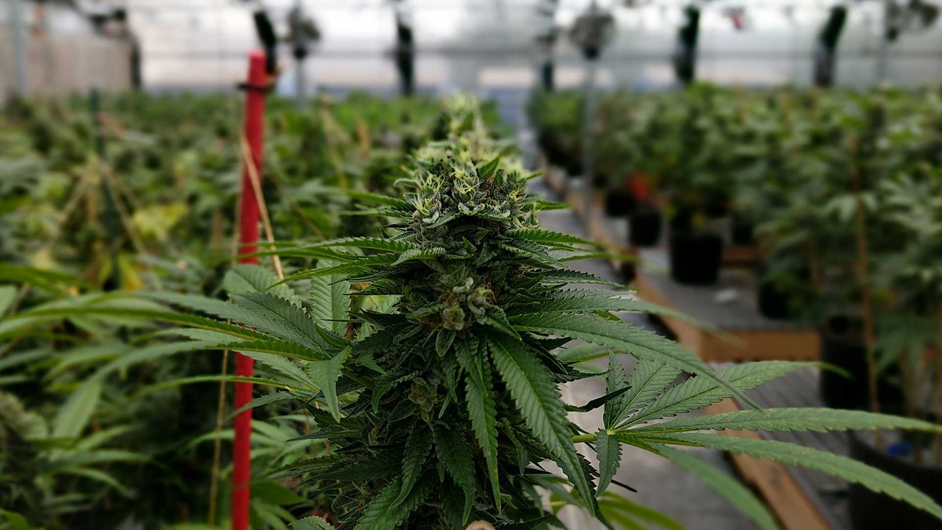 Cannabis médical : expérimenter « vite » et autoriser une production française